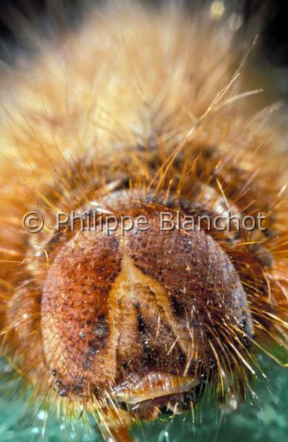 lasiocampidae chenille.JPG - Portrait de chenilleLepidoptera, LasiocampidaeFrance